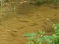 Tloušti překvapují počtem i velikostí