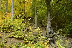 Točník – Kapucín