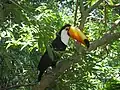 Tukan v parku Iguazú