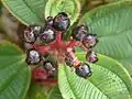 Plody T. guianensis