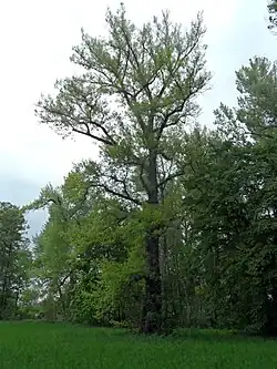Topol černý 1, pohled od jihovýchodu