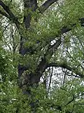 topol černý 1, detail větví