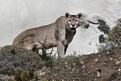 Vznešeně vyhlížející puma hledící z vyvýšeného místa