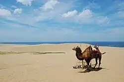 Velbloud a písečné duny Tottori sakjú