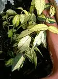 Pestrolistý kultivar Trachelospermum asiaticum