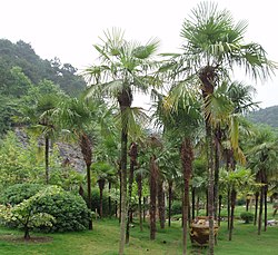 Skupina Trachycarpus fortunei
