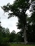 Jilm u Trajerova mlýna