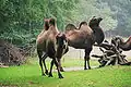 Párek drabařů v Zoologické zahradě v Rostocku