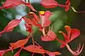 Květy amherstie sličné (Amherstia nobilis)