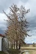 Modřín u Svaté Trojice