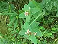 Triadenum virginicum