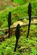 jazourek srstnatý (Trichoglossum hirsutum)
