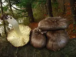 Čirůvka havelka