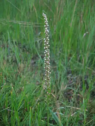 Triglochin maritimum