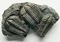 Trilobiti