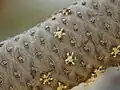 Detail samčího květenství lontaru vějířovitého