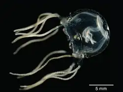 Čtyřhranka trojitá (Tripedalia cystophora)