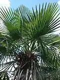 Listová koruna T. brasiliensis
