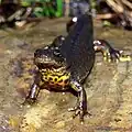 Čolek balkánský (Triturus karelinii)