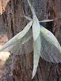 Tropidoderus childrenii