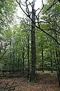 Troudnatec kopytovitý na kmeni odumřelého stromu