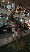 Tsintaosaurus