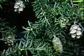 Jedlovec (Tsuga canadensis)
