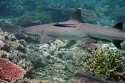Útes Tubbataha
