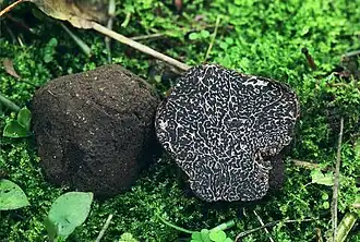 Tuber melanosporum