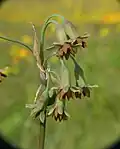 Květenství Tulbaghia capensis