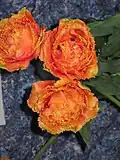Tulipány 'Sensual Touch'