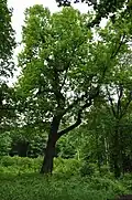Tulip Tree at Jezeří.JPG
