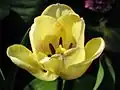Tulipa butkovii