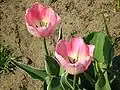 Tulipa florenskyi
