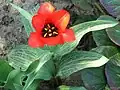 Tulipa kuschkensis
