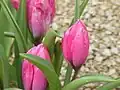 Tulipa humilis