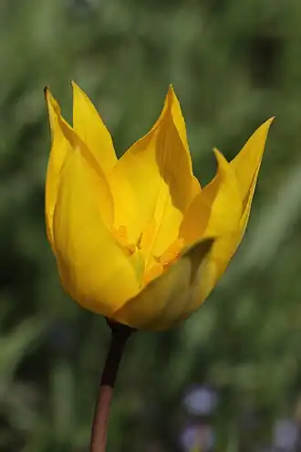 Fotografie Tulipán planý