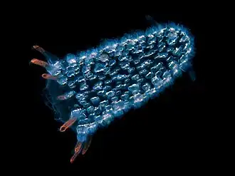 Pyrosomatidae