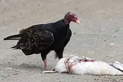 Kondor krocanovitý stojí na pláži a levou nohu má opřenou o zdechlinu racka západního.