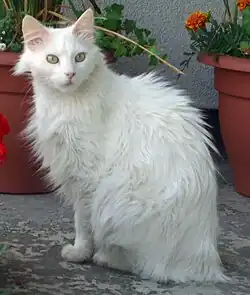 Turecká angora