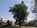Dub letní u hotelové školy v Turnově
