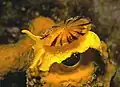 Tylodina perversa