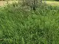 Byliny