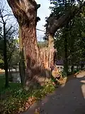 Jeden z dubů už je jen malebným torzem