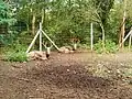 Podleský mlýn, chov jelenů na experimentální farmě