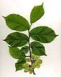 Jilm horský (Ulmus glabra)