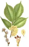 Jilm horský, Ulmus glabra