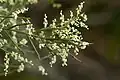 Kvetoucí Leptomeria drupacea