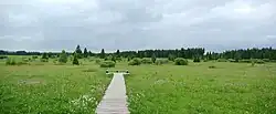 Upolínová louka pod Křížky