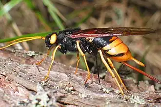 Samice pilořitky velké